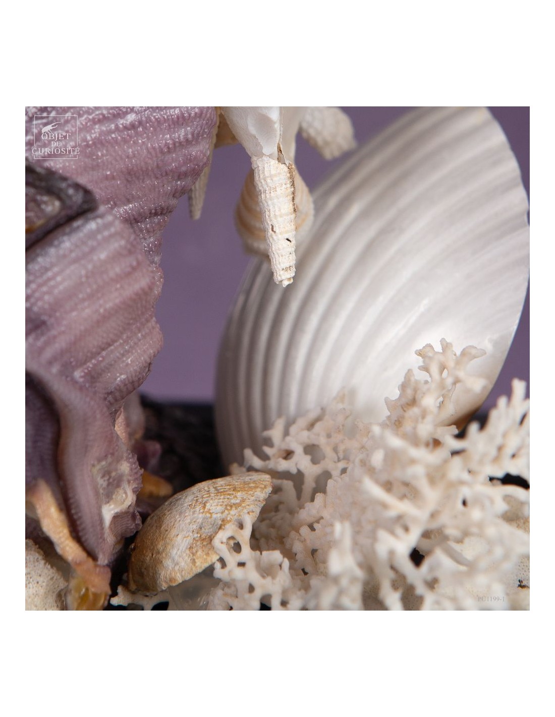 Composition marine sous globe Composition marine sous globe