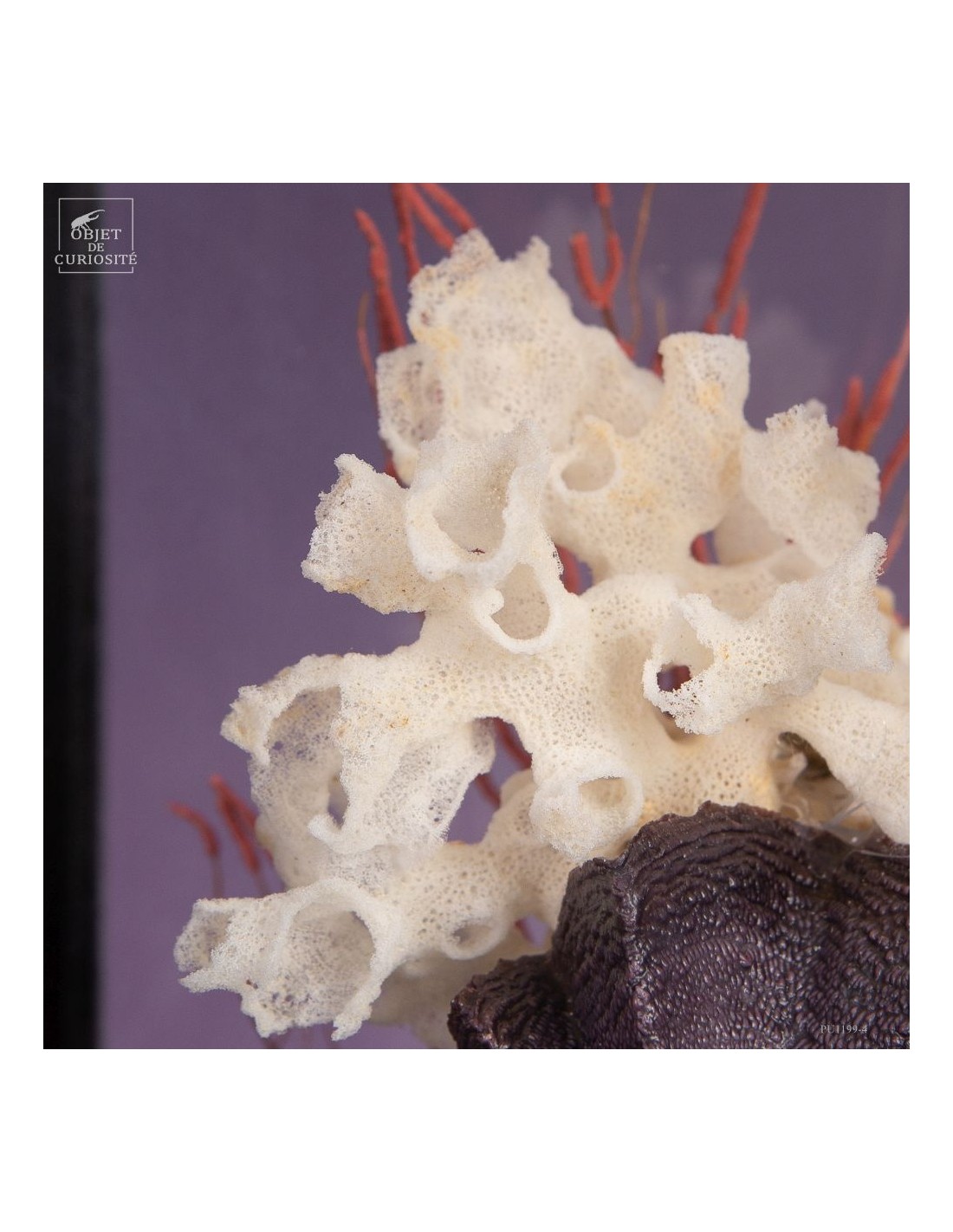 Composition marine sous globe Composition marine sous globe