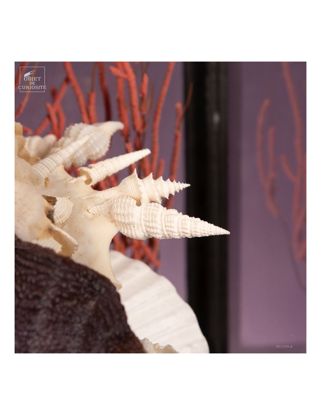 Composition marine sous globe Composition marine sous globe