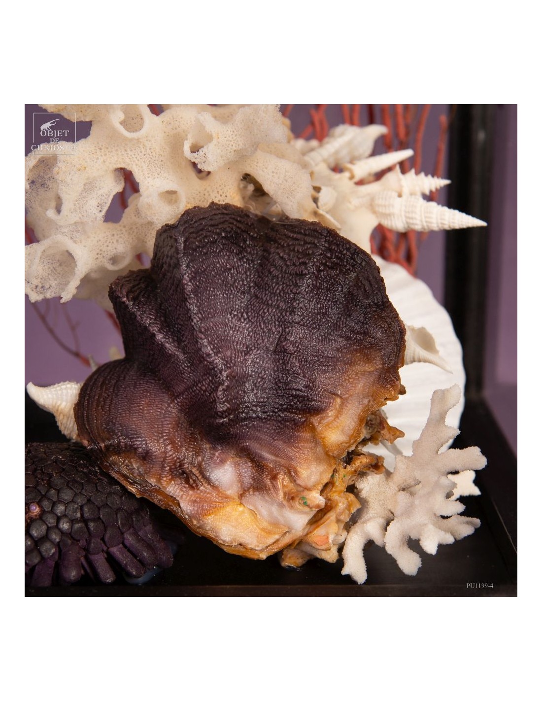 Composition marine sous globe Composition marine sous globe