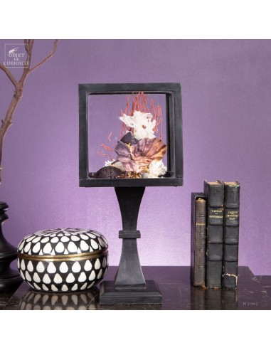 Composition marine sous globe Composition marine sous globe