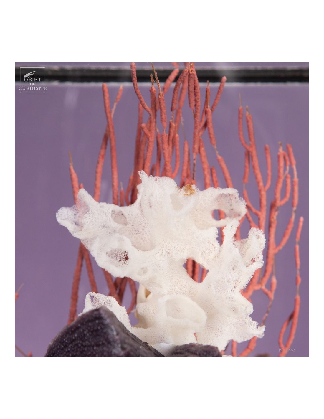 Composition marine sous globe Composition marine sous globe