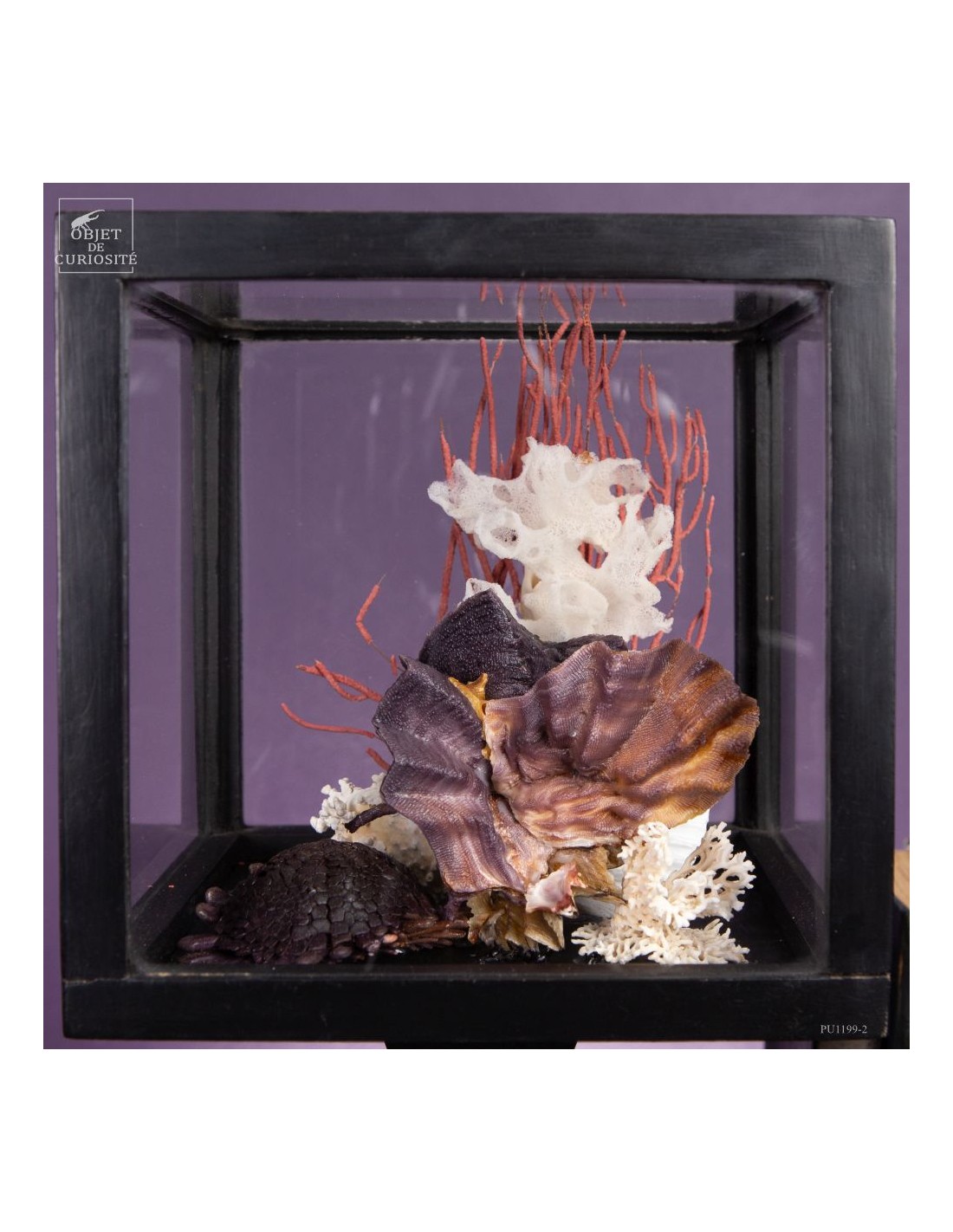 Composition marine sous globe Composition marine sous globe