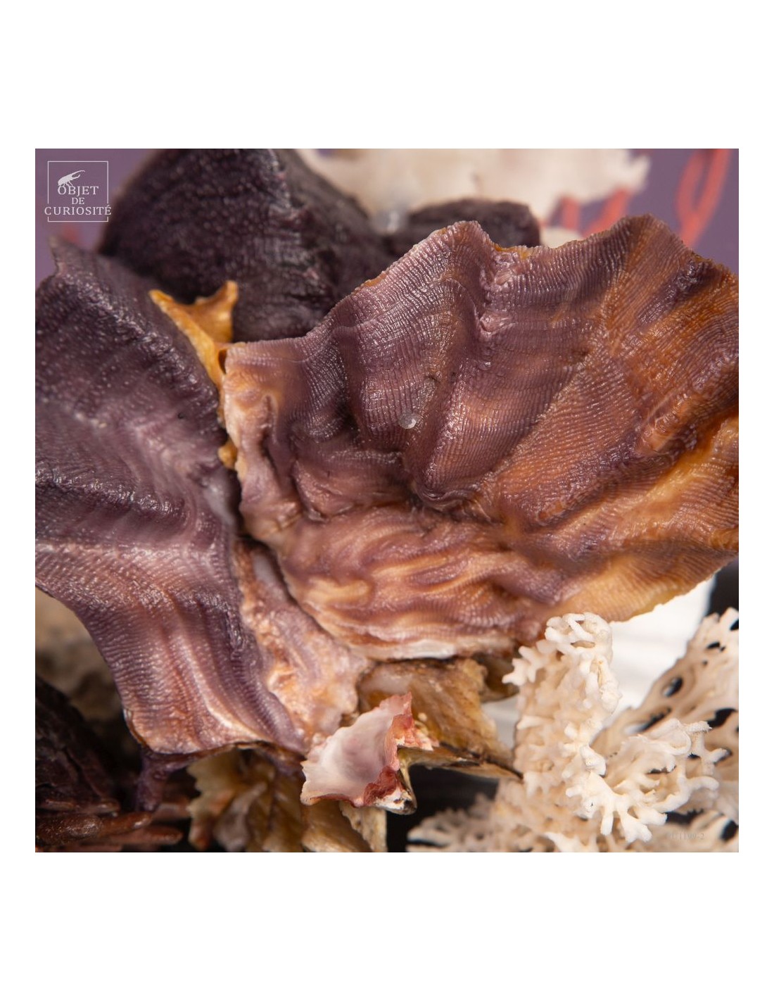 Composition marine sous globe Composition marine sous globe