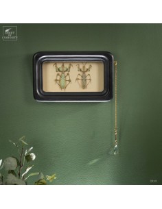 Couple of Evil mantis...
