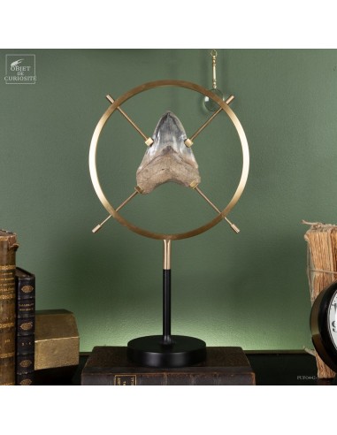 Dent de mégalodon dans support vertical