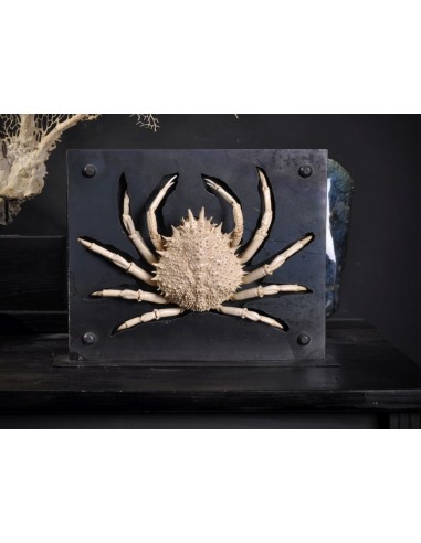 Araignée de mer naturalisée dans...