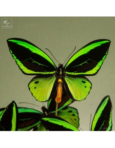 8 papillons ORNITHOPTERA... 2