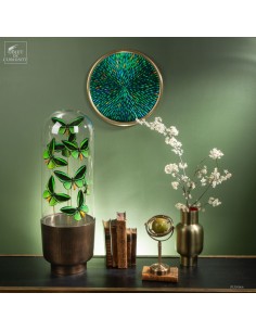 8 papillons ORNITHOPTERA...