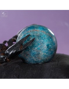 Heterometrus L. Scorpion... 2