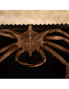 Spider crab, Philippines,... 2