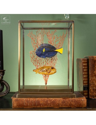 composition of 2 taxidermies of...
