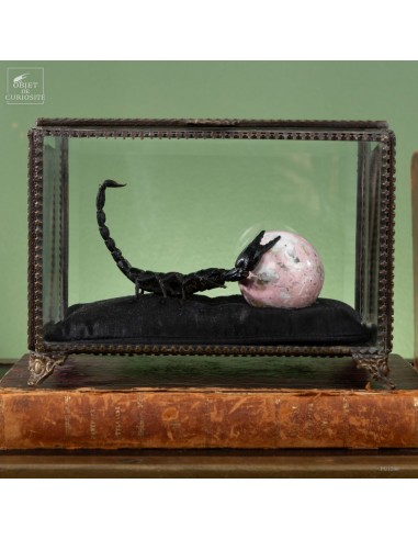 Scorpion HETEROMETRUS LAOTICUS et...