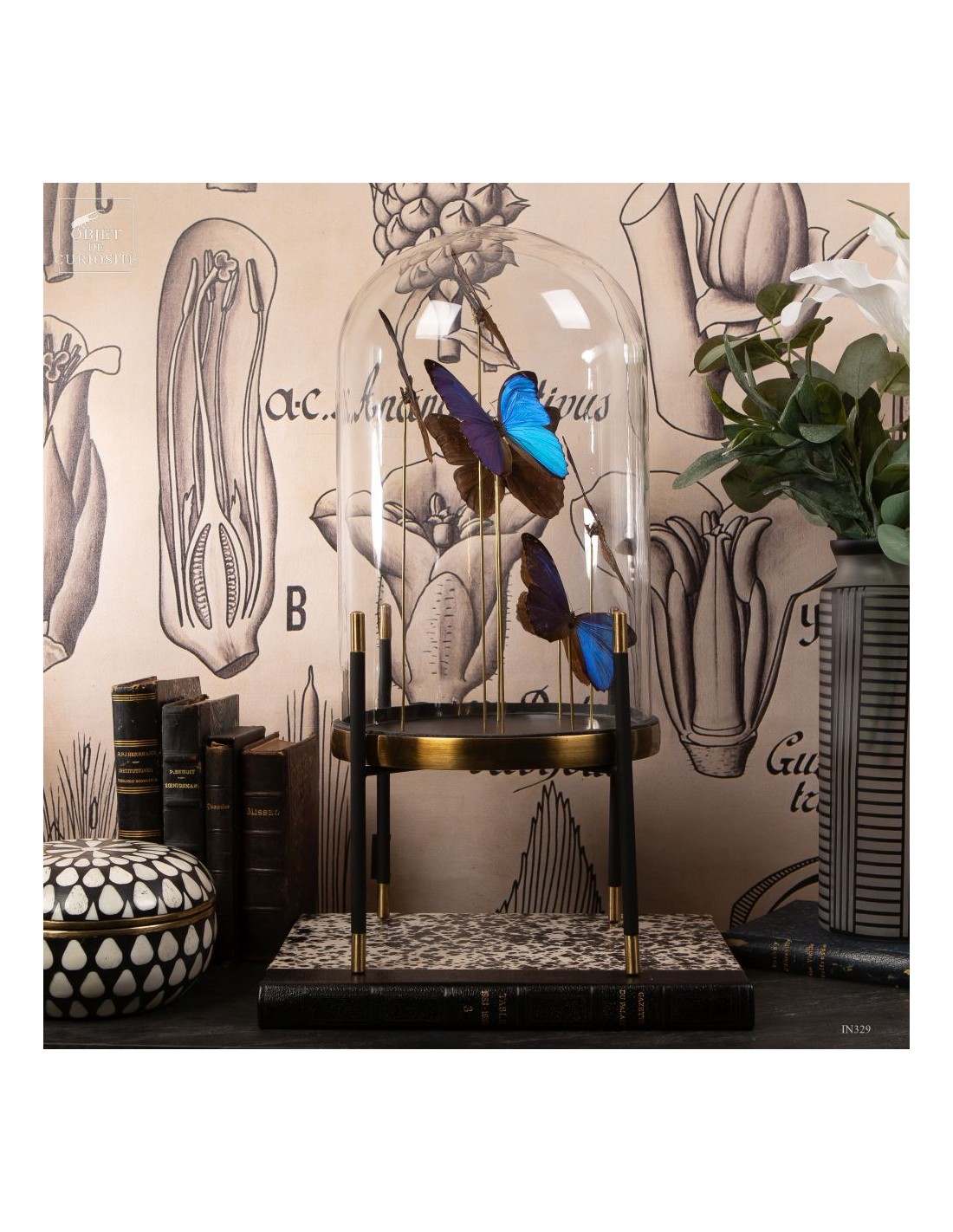 7 papillons bleu MORPHO MENELAUS sous... 7 papillons bleu MORPHO MENELAUS sous...