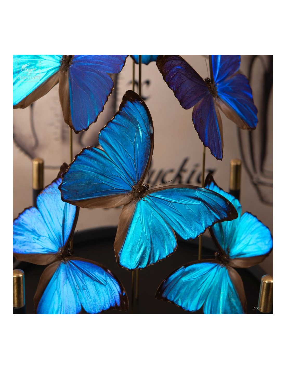 7 papillons bleu MORPHO MENELAUS sous... 7 papillons bleu MORPHO MENELAUS sous...