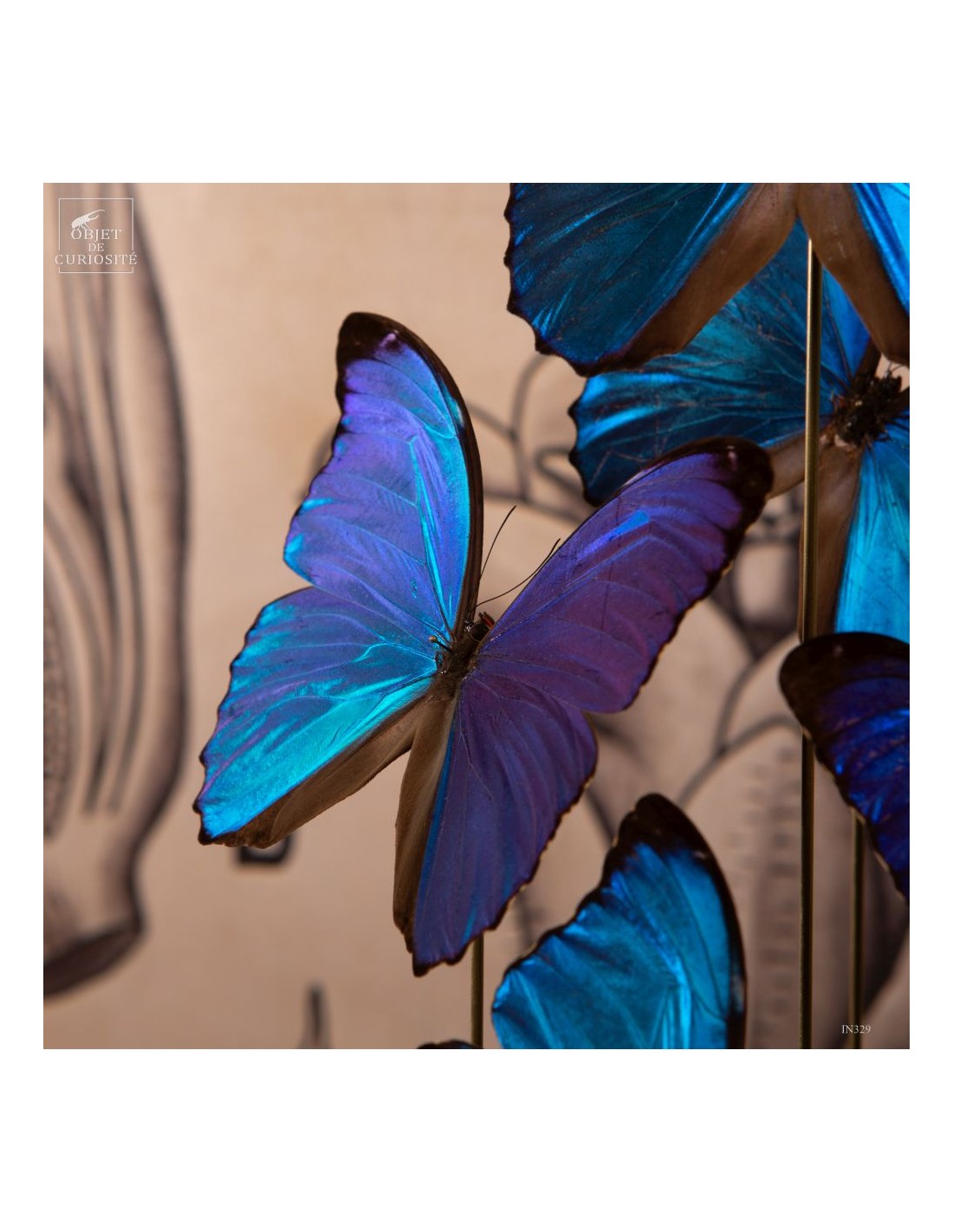 7 papillons bleu MORPHO MENELAUS sous... 7 papillons bleu MORPHO MENELAUS sous...