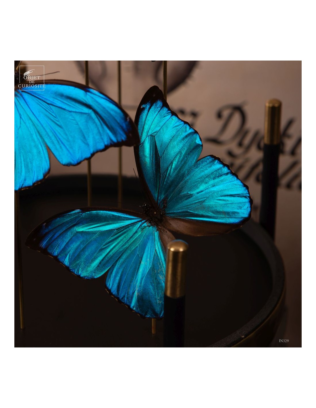 7 papillons bleu MORPHO MENELAUS sous... 7 papillons bleu MORPHO MENELAUS sous...