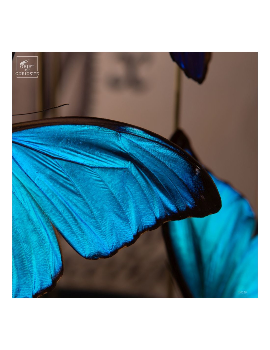 7 papillons bleu MORPHO MENELAUS sous... 7 papillons bleu MORPHO MENELAUS sous...