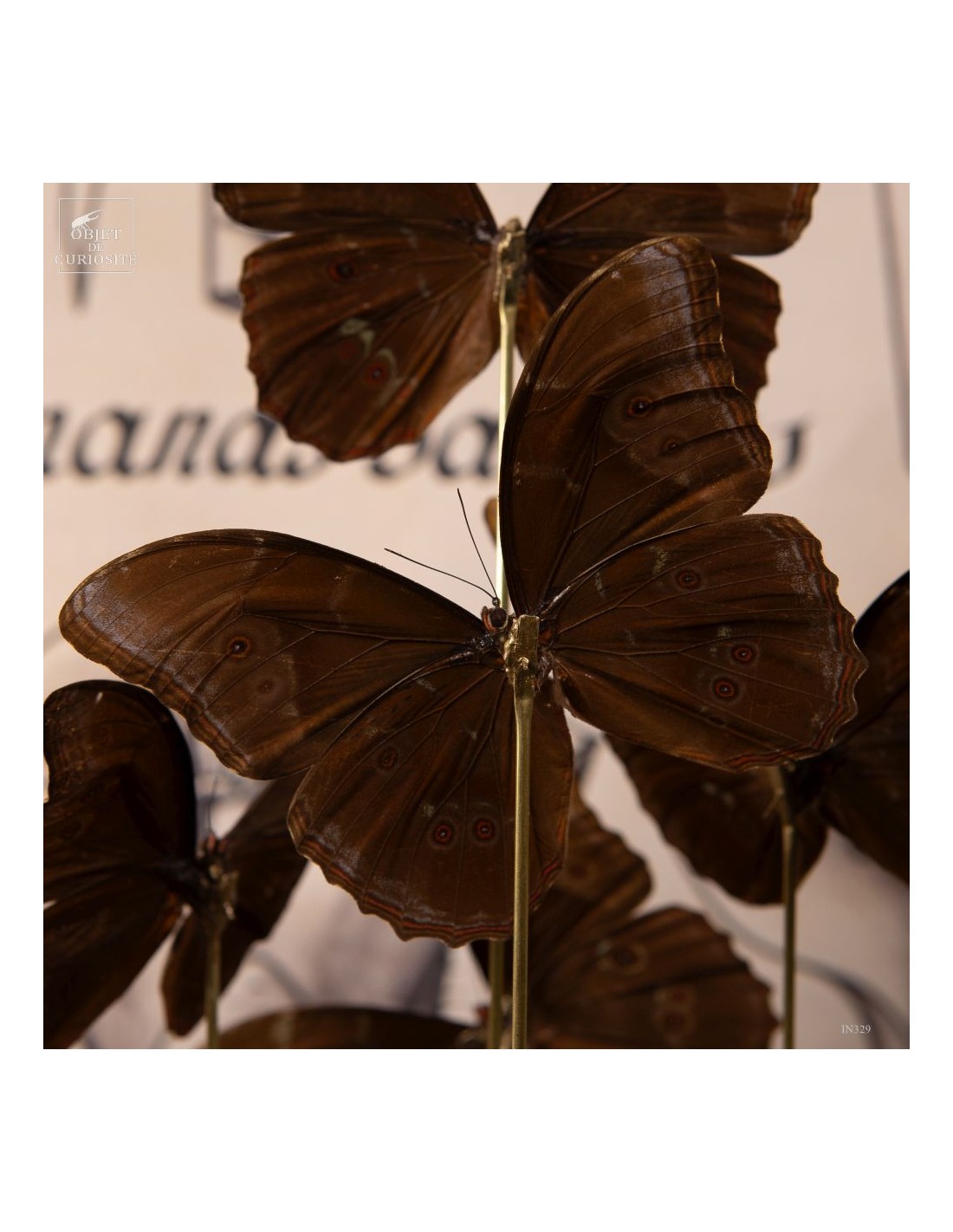 7 papillons bleu MORPHO MENELAUS sous... 7 papillons bleu MORPHO MENELAUS sous...