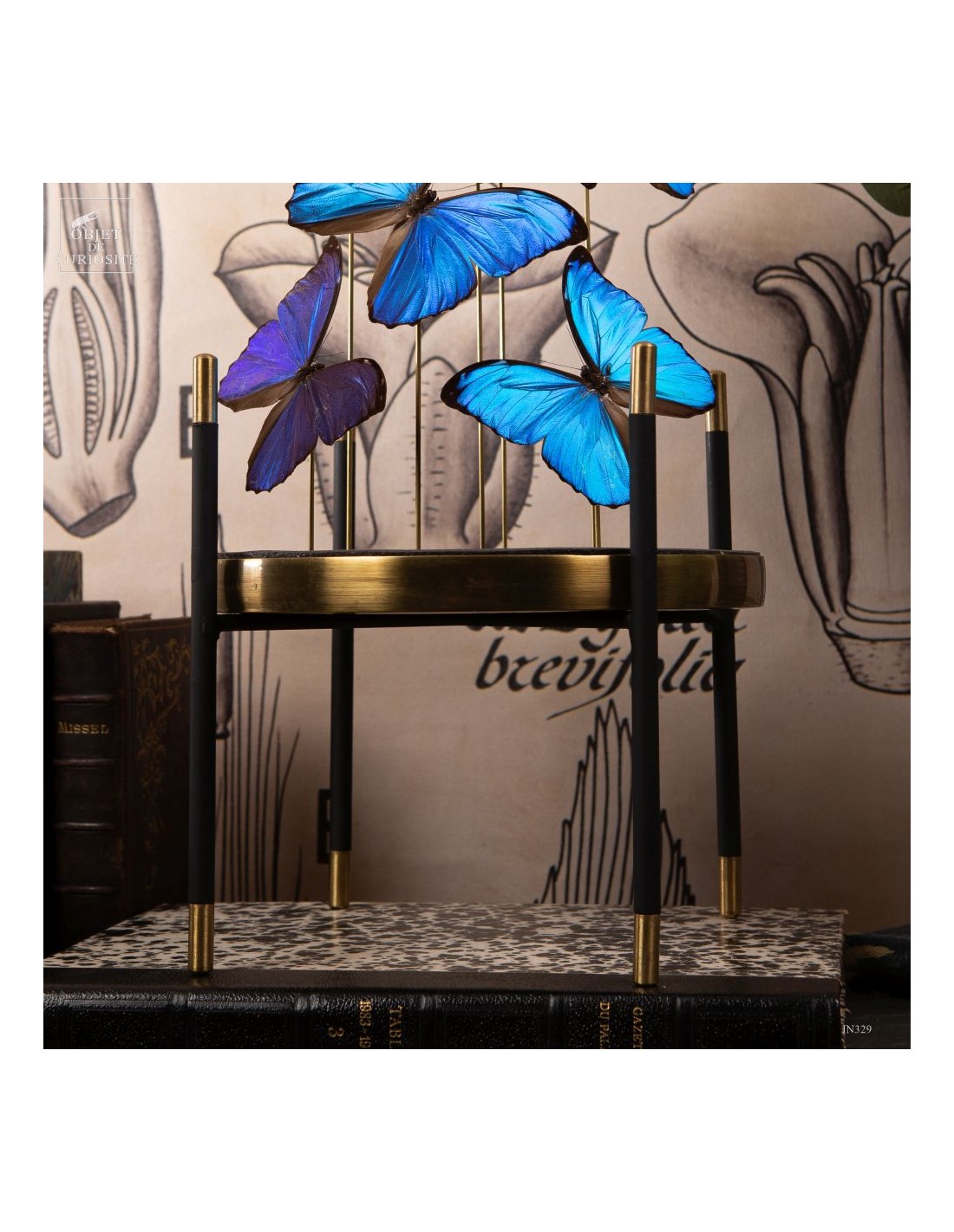 7 papillons bleu MORPHO MENELAUS sous... 7 papillons bleu MORPHO MENELAUS sous...