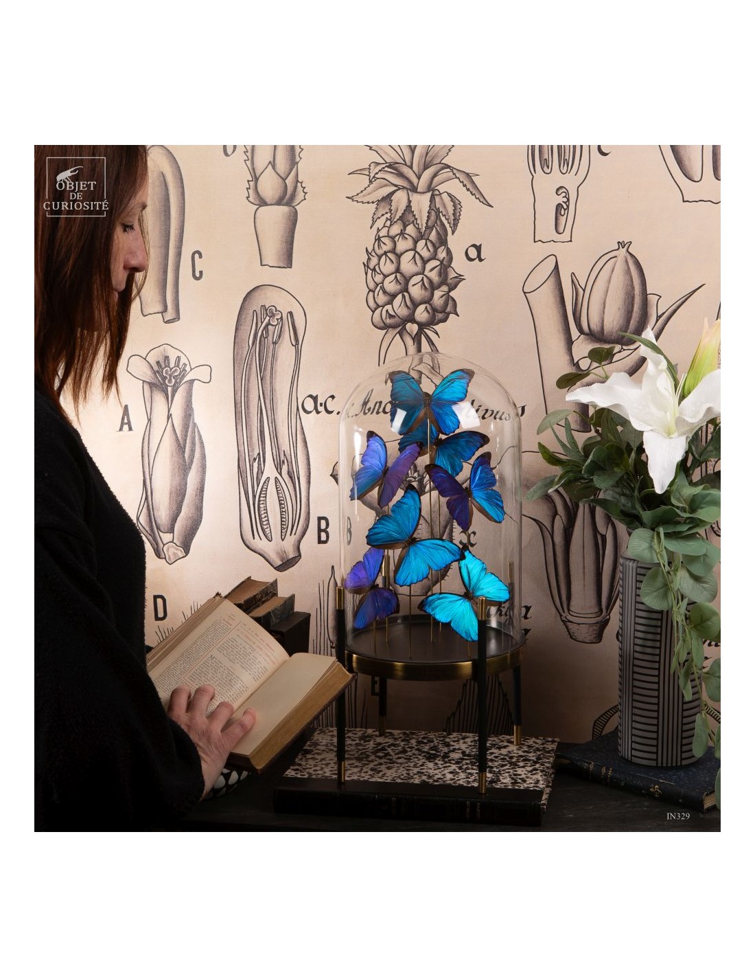 7 papillons bleu MORPHO MENELAUS sous... 7 papillons bleu MORPHO MENELAUS sous...