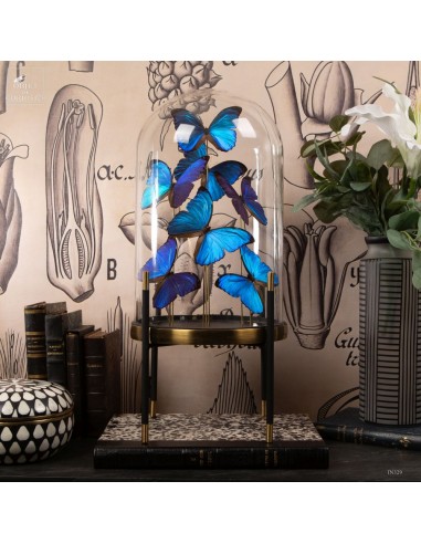 7 papillons bleu MORPHO MENELAUS sous... 7 papillons bleu MORPHO MENELAUS sous...