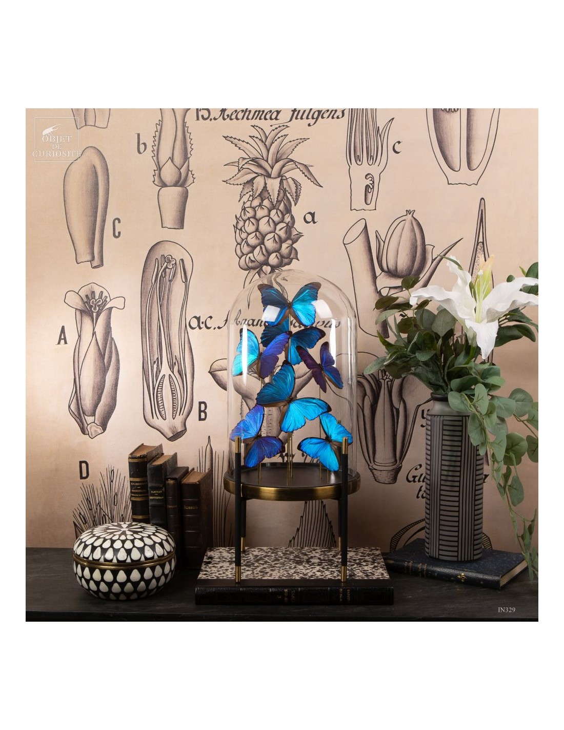 7 papillons bleu MORPHO MENELAUS sous... 7 papillons bleu MORPHO MENELAUS sous...