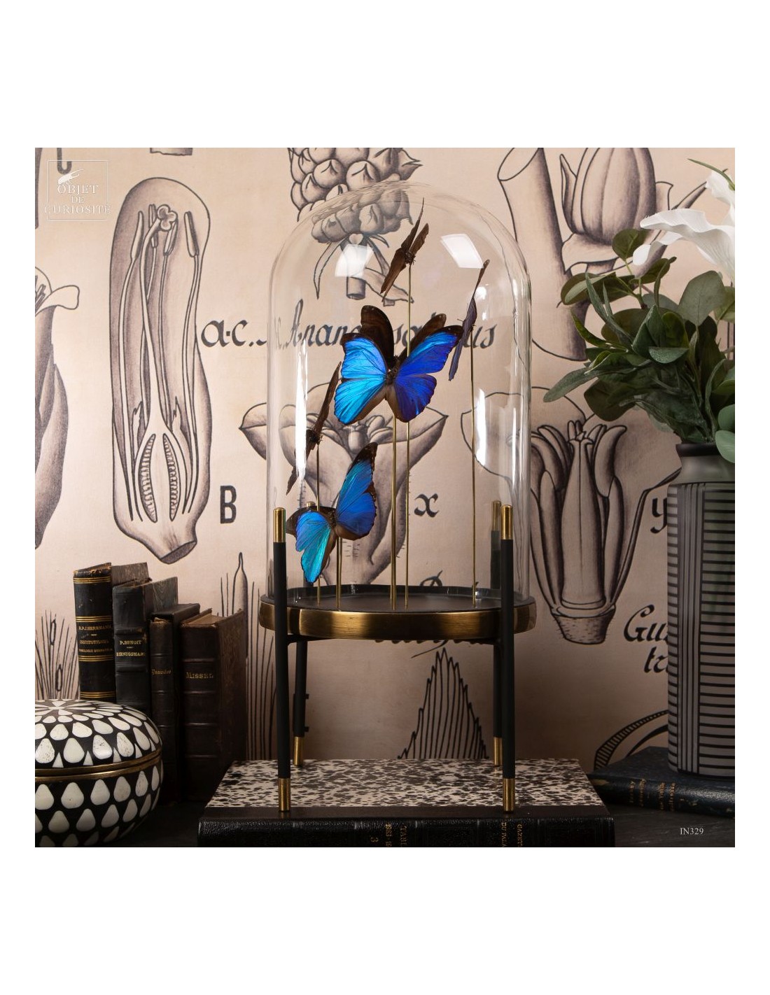 7 papillons bleu MORPHO MENELAUS sous... 7 papillons bleu MORPHO MENELAUS sous...