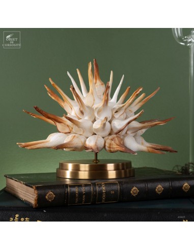 Fusinus sea shells on brass base (L)