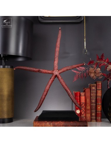 giant starfish LINCKIA LAEVIGATA red...