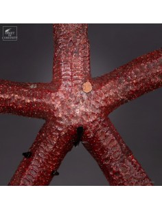 giant starfish LINCKIA... 2