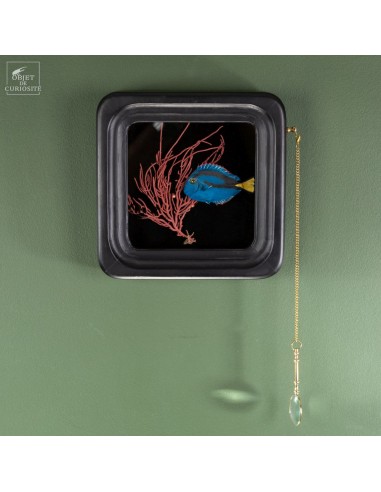 Poisson chirurgien taxidermisé, dans...