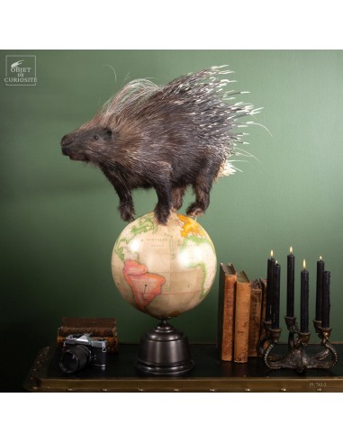 Taxidermie PORC-EPIC sur le monde