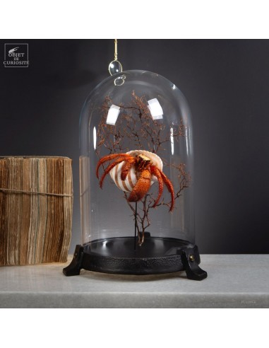 Giant hermit crab from Cebu, under...