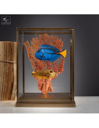 Composition de 2 poissons d'aquarium,... Composition de 2 poissons d'aquarium,...