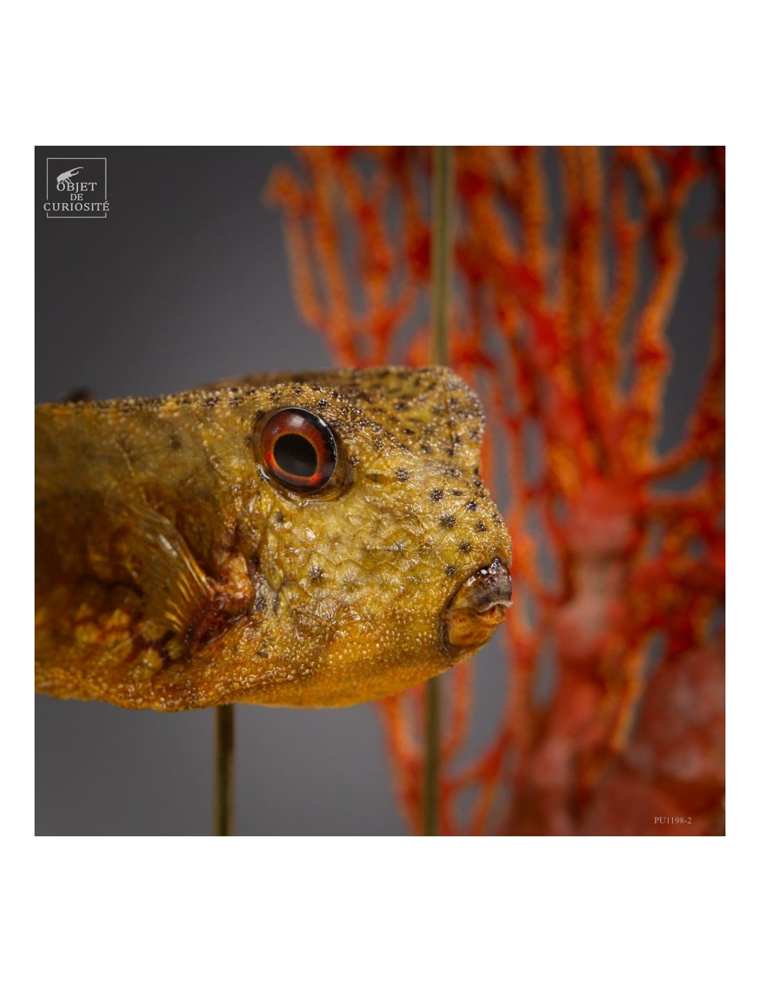 Composition de 2 poissons d'aquarium,... Composition de 2 poissons d'aquarium,...