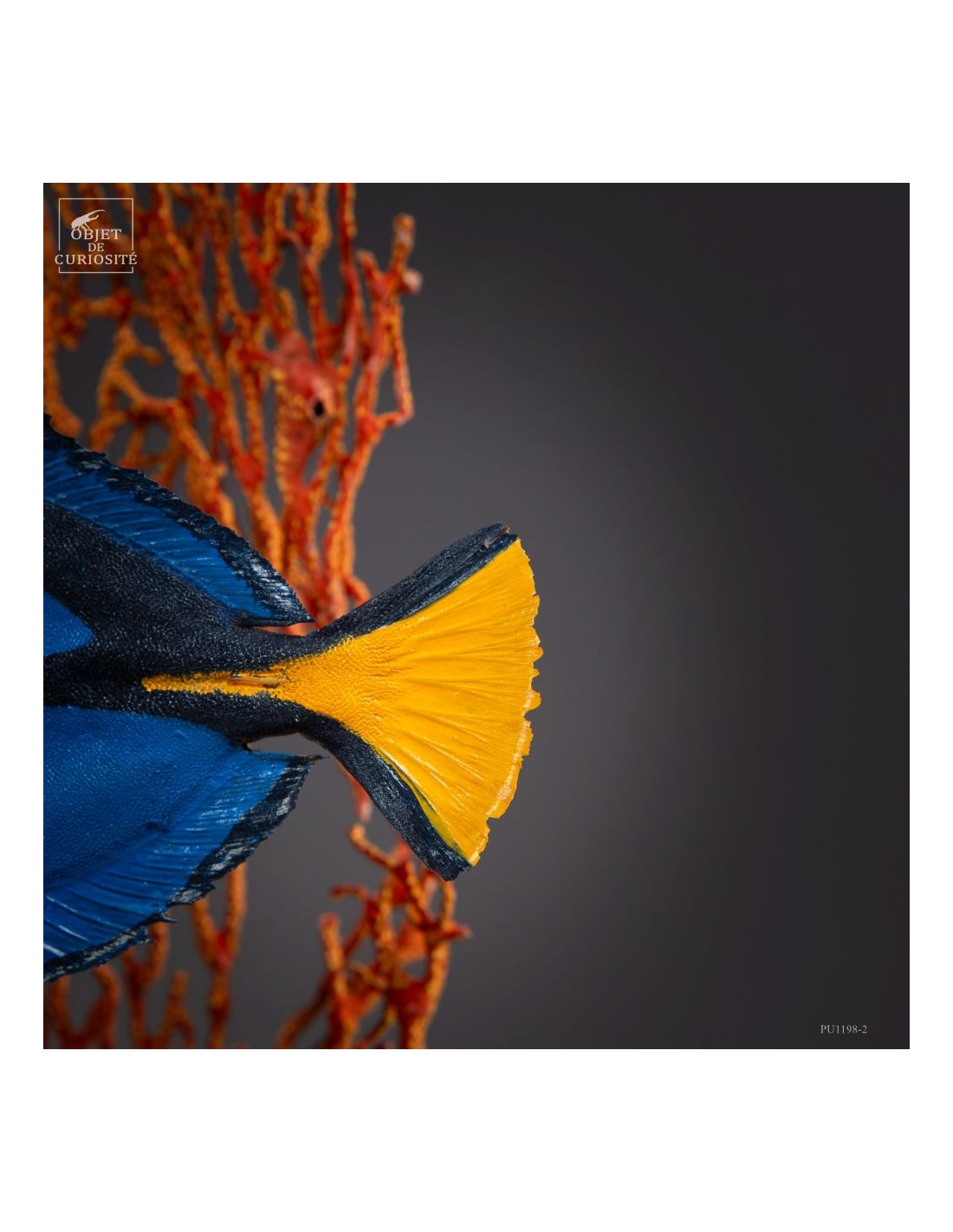 Composition de 2 poissons d'aquarium,... Composition de 2 poissons d'aquarium,...