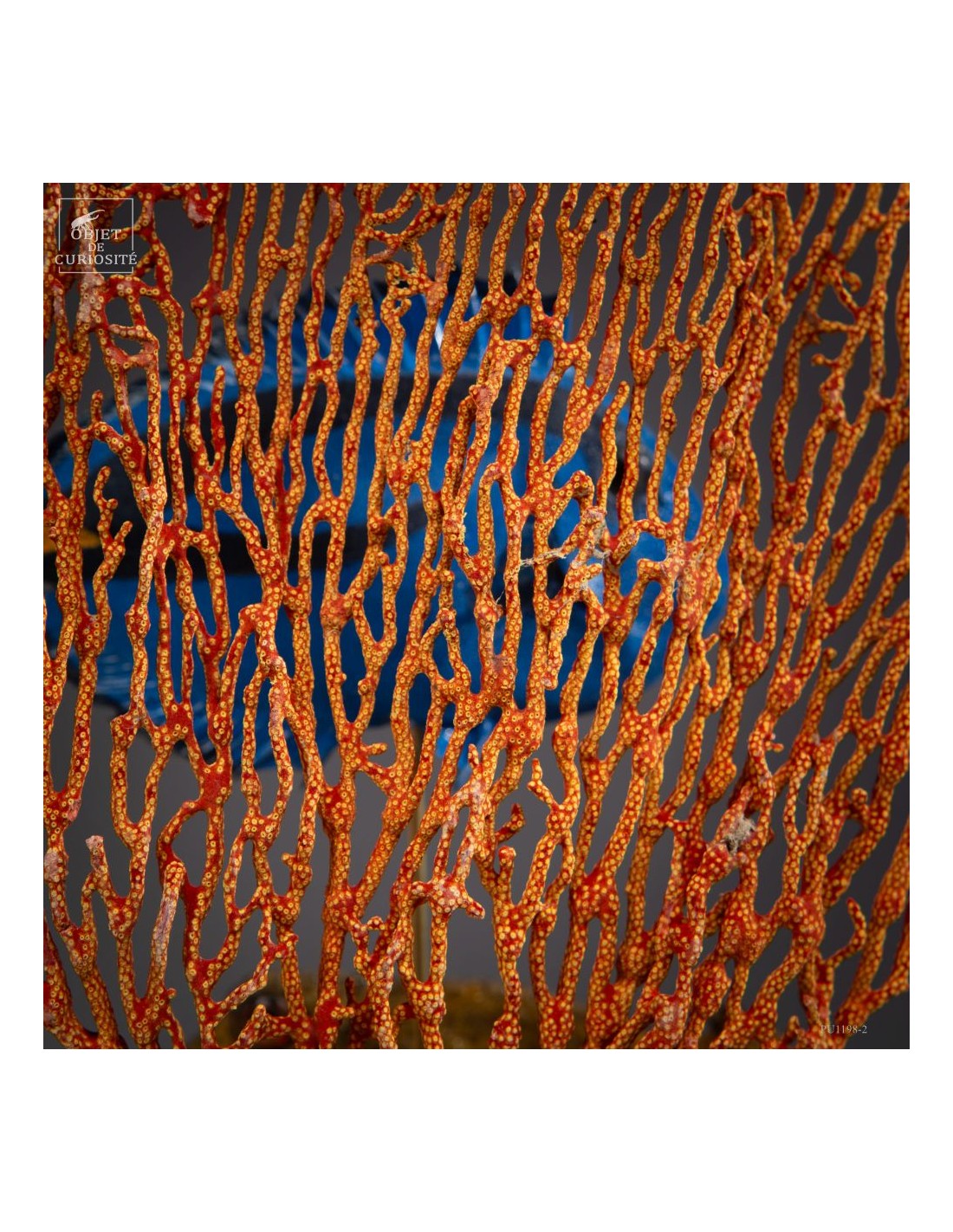 Composition de 2 poissons d'aquarium,... Composition de 2 poissons d'aquarium,...