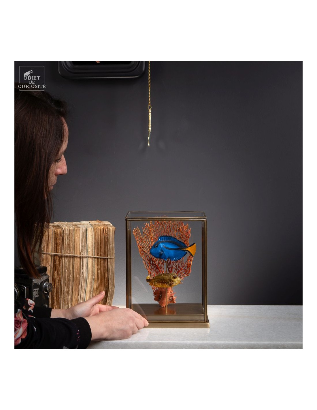 Composition de 2 poissons d'aquarium,... Composition de 2 poissons d'aquarium,...