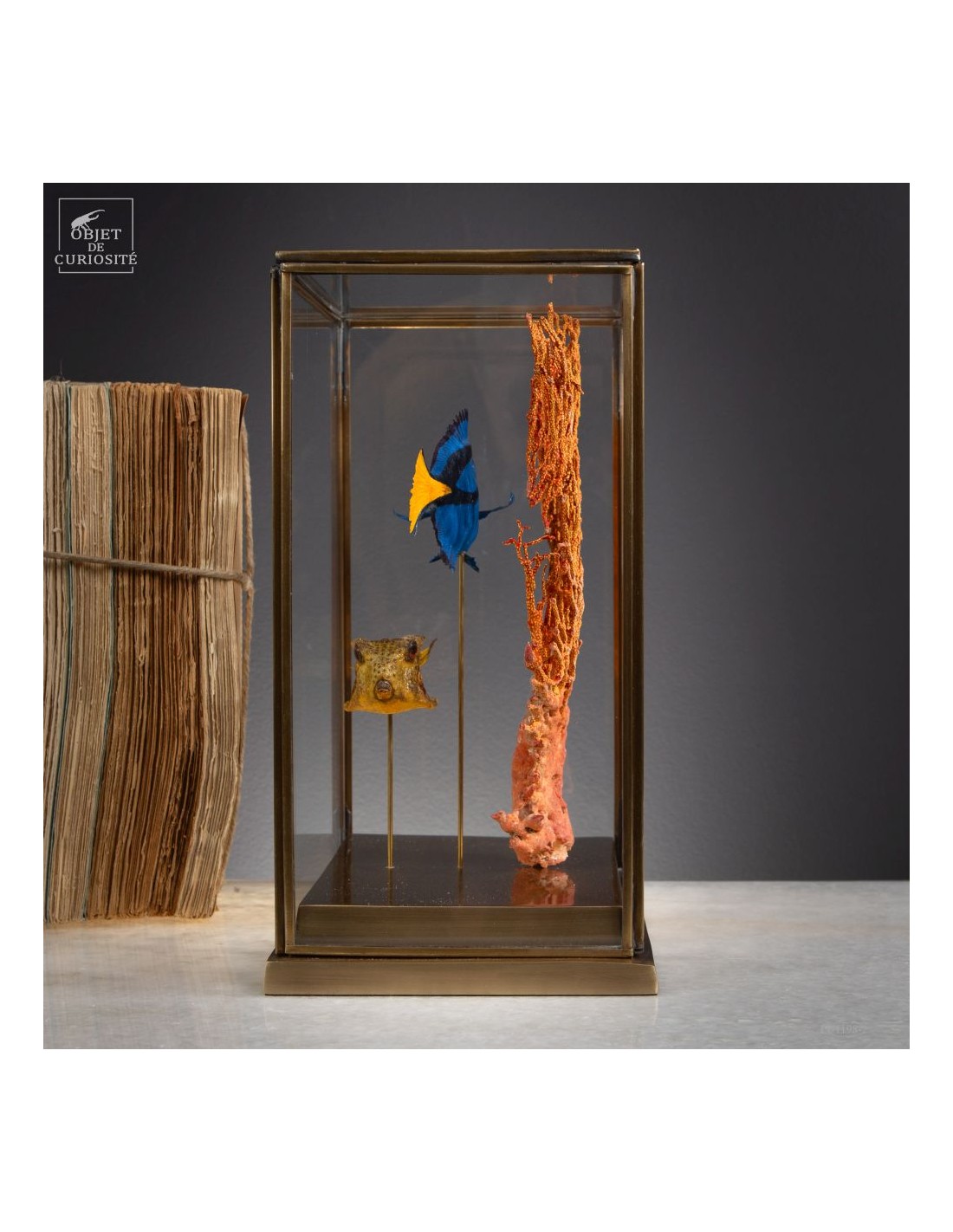 Composition de 2 poissons d'aquarium,... Composition de 2 poissons d'aquarium,...