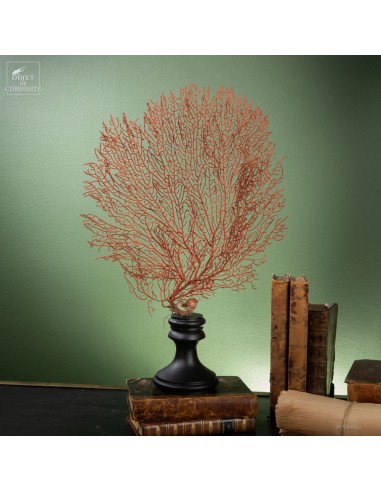 Gorgone rouge sur base noire