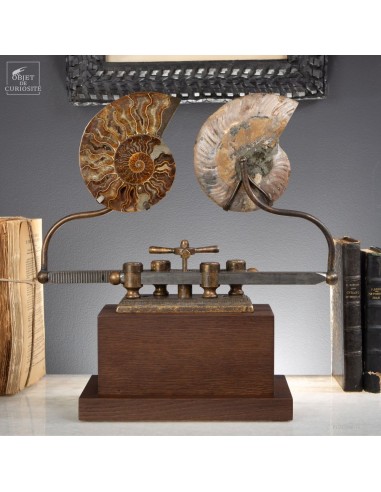Ammonite on sliding machine