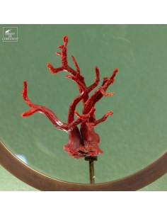 Mediteranean sea red coral... 2