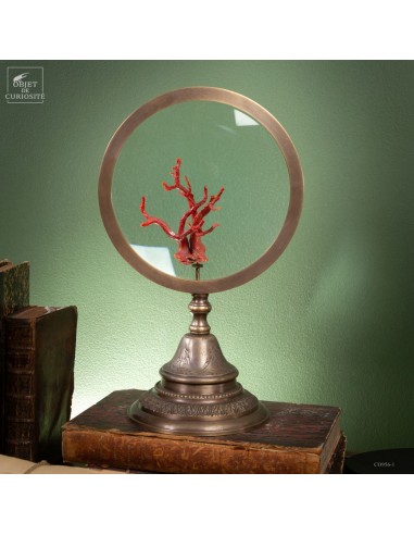 Mediteranean sea red coral behind...