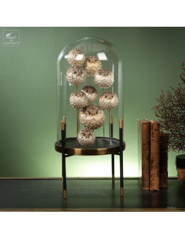 9 special hystrix fishes under glass