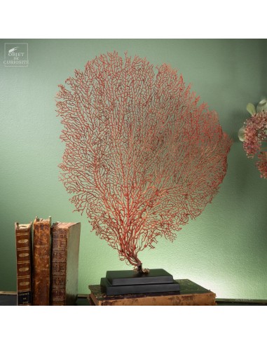 Red sea fan, 47cm high, black base