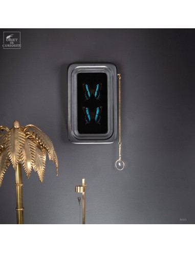 Deux Papillons noir et bleu...