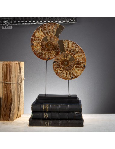 Ammonite complète de Madagascar sciée...