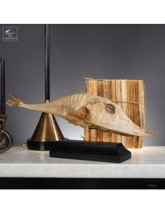 Poisson -PERISTEDION sp-...