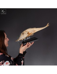 Poisson -PERISTEDION sp-... 2